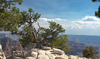 Pine with a View, Grand Canyon N.P.